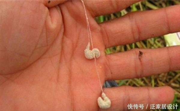 试试|春钓大板鲫,可以试试蘸饵钓,春季野钓狠招数