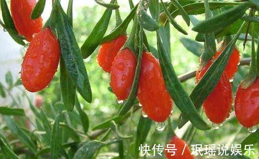 提高免疫力|以前农村一种无人问津的野果，现在卖90元一斤，可以提高免疫力