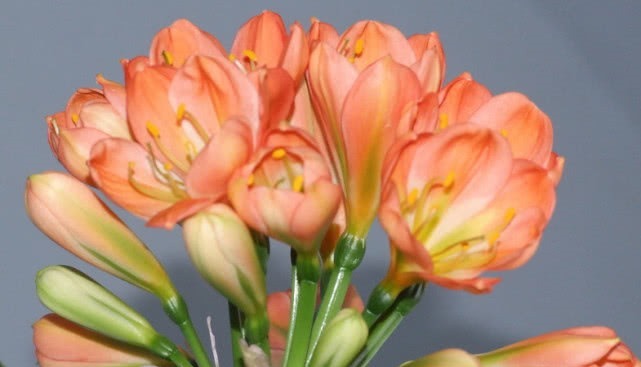 君子兰长得慢,开花小盆里扔点“它”,花朵大如拳,爆盆不是梦