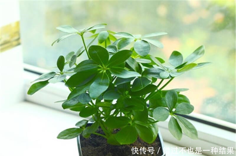 养花|用食用醋来养花,保准可以让植物枝繁叶茂!用食用醋来养花,保准可以让植物枝繁叶茂!