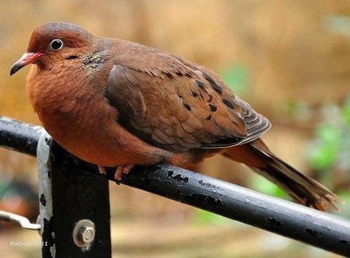 世界上最毒的植物,摸都摸不得,人站在树下躲雨都能中毒