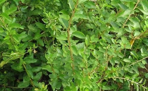 十个人九个腰疼,用此叶煮水喝,腰不疼,腿不酸,一口气上五楼