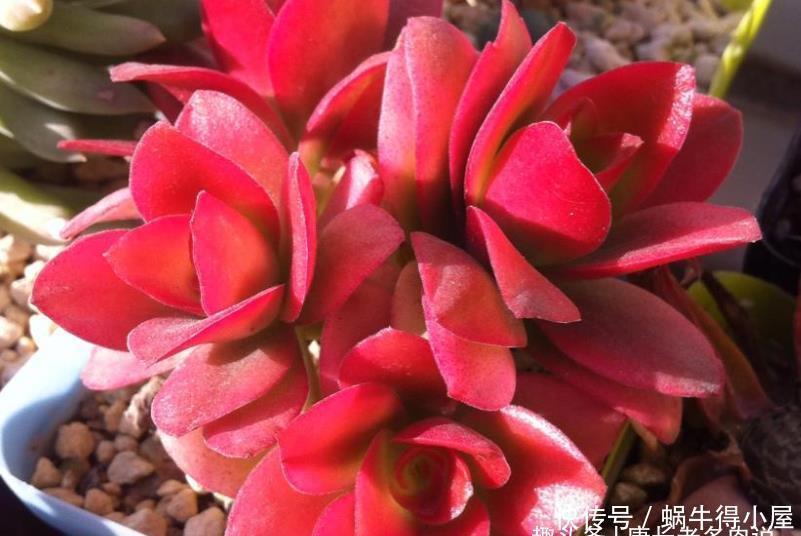 多肉|多肉火祭算不算好品种?看完它的优点和缺点,我想大家自有定论
