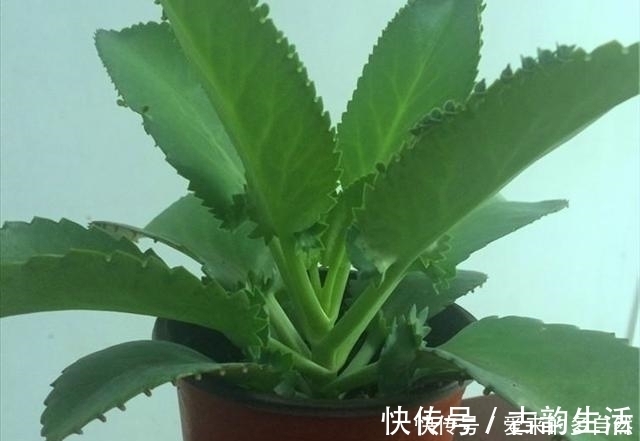 土壤|在家种植落地生根,你没有听错,这就是一个美丽的盆栽