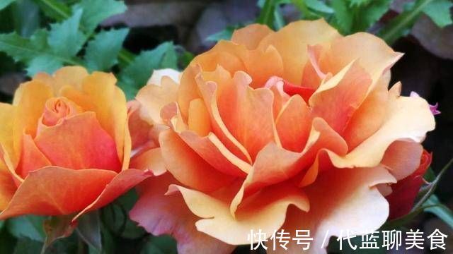 又美又香的月季花，还没入手太亏了，花期可是几百天