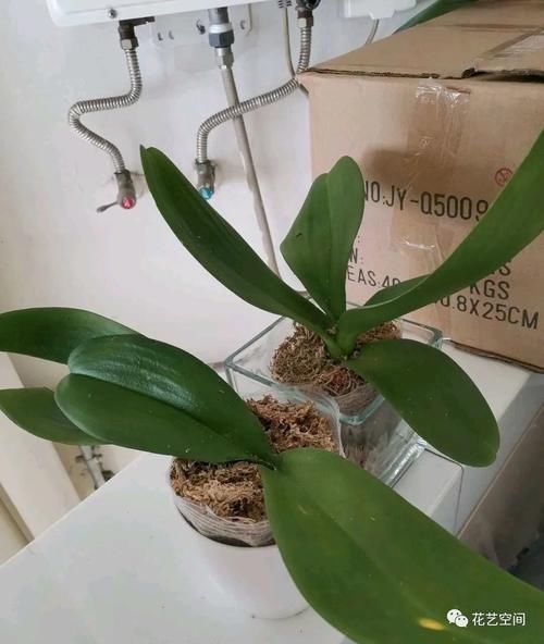 养花全靠“捡”，出门遇见这些东西捡回家，都是养花的宝贝！