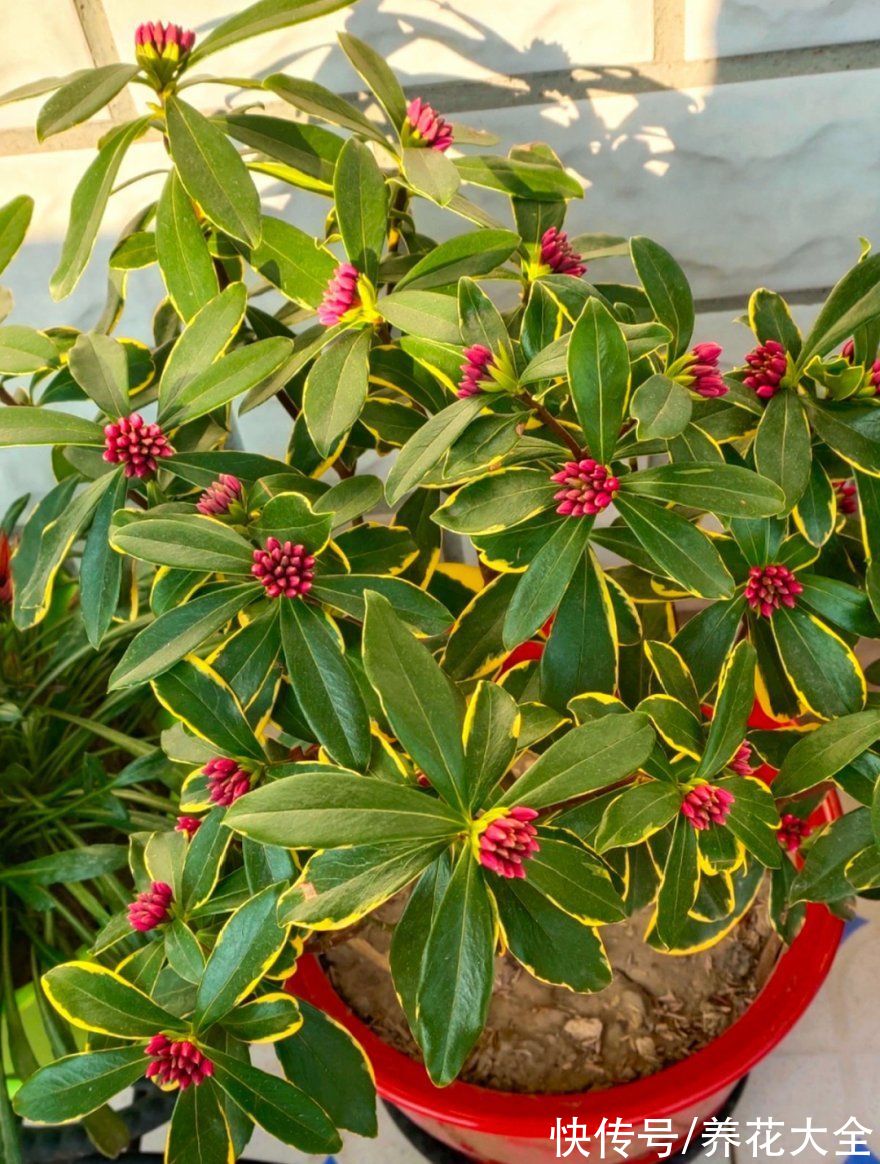 10种花不怕冷,先别搬进屋,放外面冻一冻,开花更旺