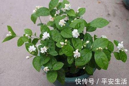 土壤|最厉害的养花营养液给茉莉花喝一勺,花苞呼呼长,清香飘满屋
