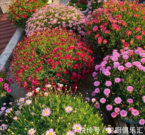 养花|逛花市的“小技巧”,低价花卉“随便淘”,大饱眼福又省钱