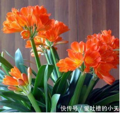 有钱人都养3种花，净化空气，还能很好的旺运，财源广进