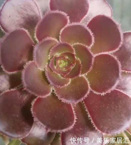 法师多肉脱落叶片严重,一定要注意