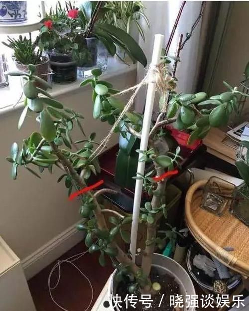 大腿|养了20年的玉树，杆子比大腿还粗，满树白花跟下雪了一样