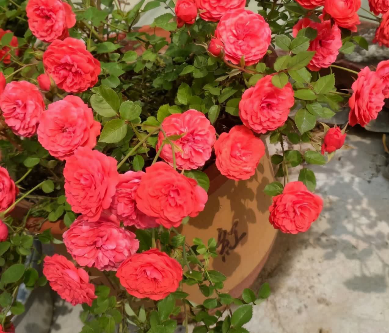 “一等养花肥”从不需花钱买，亲自动手制作，效果好还不烧苗