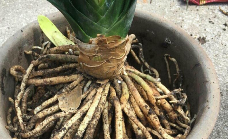 养花|路边随处可见的它,被誉为“天然酸性土”,又肥又透气