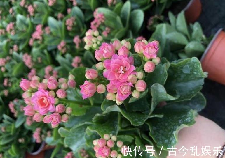 国庆之前,5种花养一盆正当时,枝繁叶茂,冬春早开花