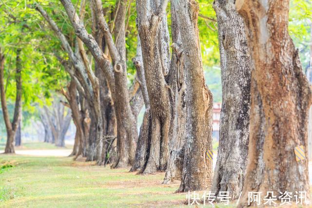 价值|院子里有空地，就种“四大名贵树”，越大价值越高