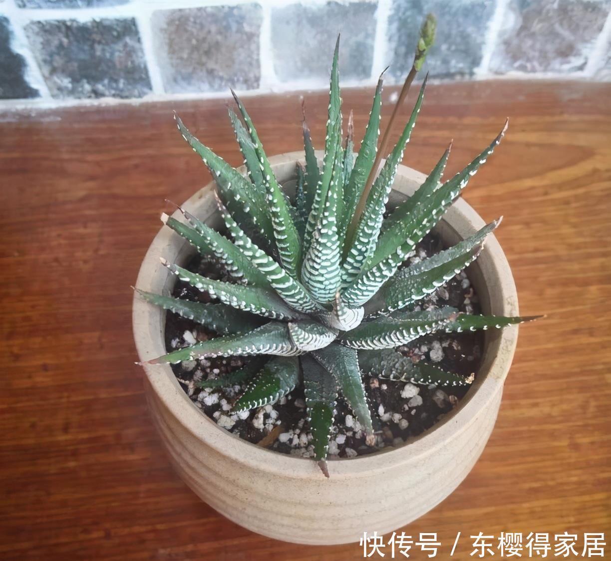 爆盆|2种很耐旱皮实的“小绿植”,不用勤浇水、容易群生、很美