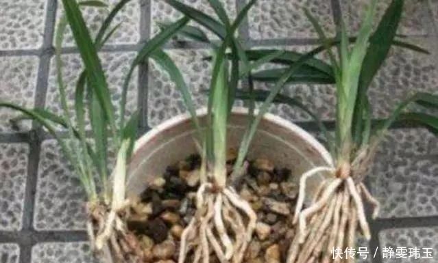 胡大妈养“兰花”,用一种令人厌恶的“营养液”,1盆养成20盆