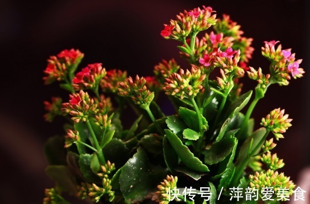茉莉花|睡眠不好?试试养以下4种花,卧室放一盆,放松安神睡的香