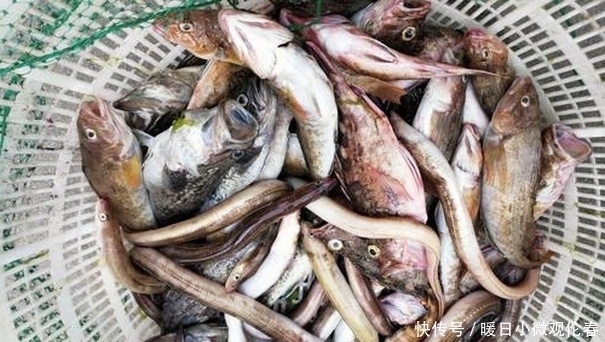 忠告|真的可以避免小杂鱼的骚扰吗?一个老钓鱼人的忠告