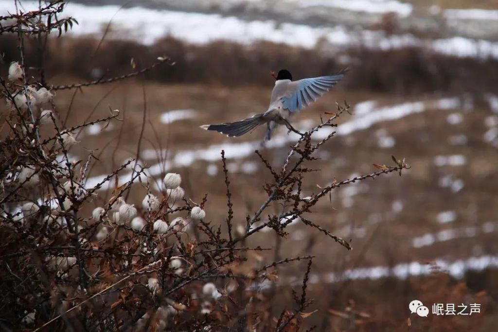 岷县的春夏秋冬，看不够！