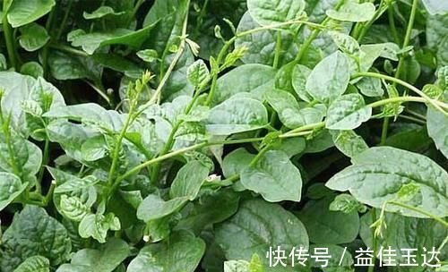 清热解毒|会吃的人更健康,适合常吃以下食物,排毒消脂,美容润肤