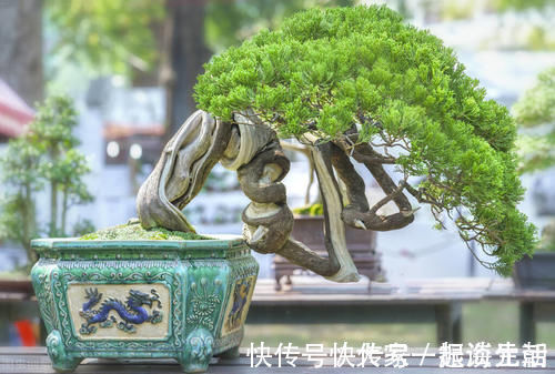 松柏|松柏盆景是盆景界的长寿树，教你日常养护的要求和技巧，长势旺盛
