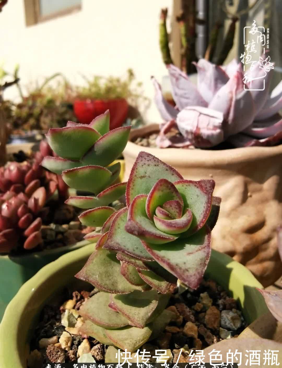 无关利益，不计得失，多肉给了我不一样的感受温暖的方式