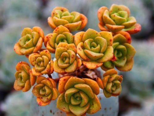 叶片|养多肉百合莉莉,香味和果冻色都想要,不能心软,狠心做好2件事