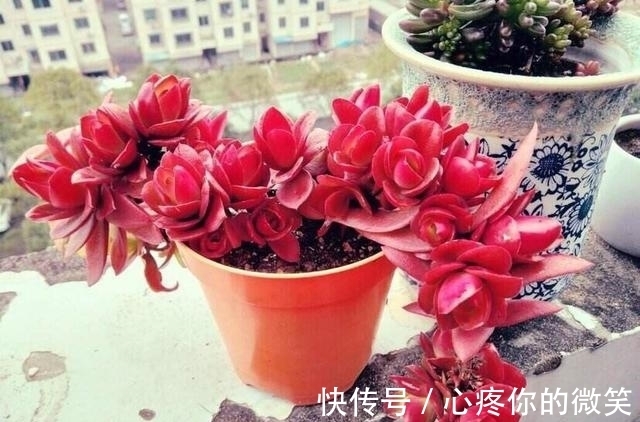 养护|6种多肉就应该挂起来养，长成“花瀑布”美极了，看起来真过瘾