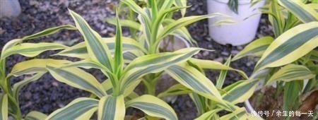 叶片|这3种“金边植物”，有钱人必养！往客厅一摆，难怪越来越富有！