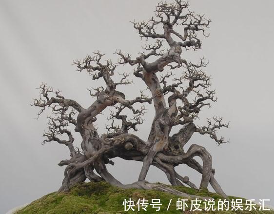 教您如何在市场选择盆景素材，你了解过嘛