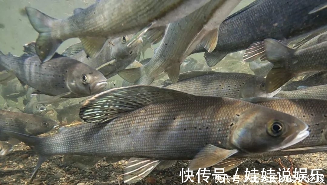 柳根鱼|如何钓柳根鱼？柳根鱼喜欢吃什么味型的食物？钓柳根鱼的技巧