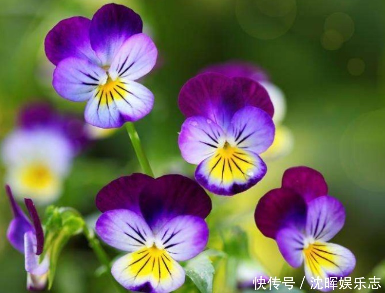 旺运花|4种旺运花,吉祥添富贵,花朵多又艳,直接变成“小花园”!