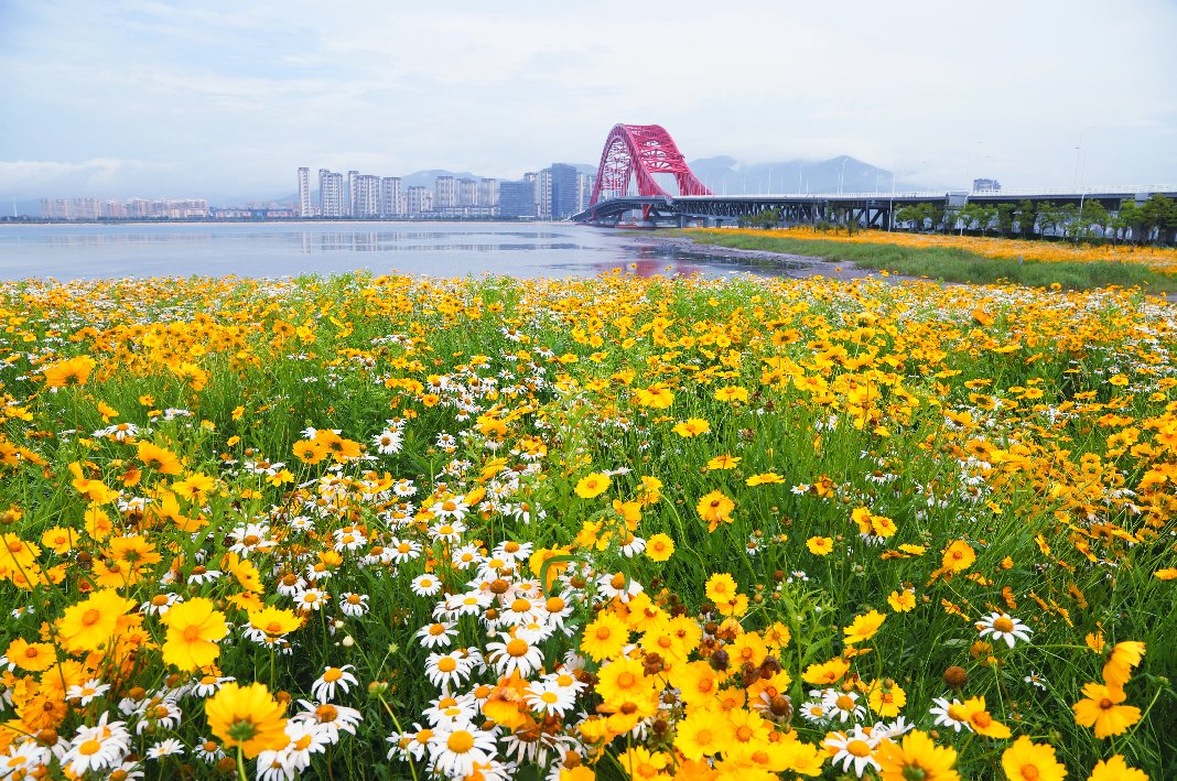 大滨菊|错过等一年！宁波这些花海快打卡