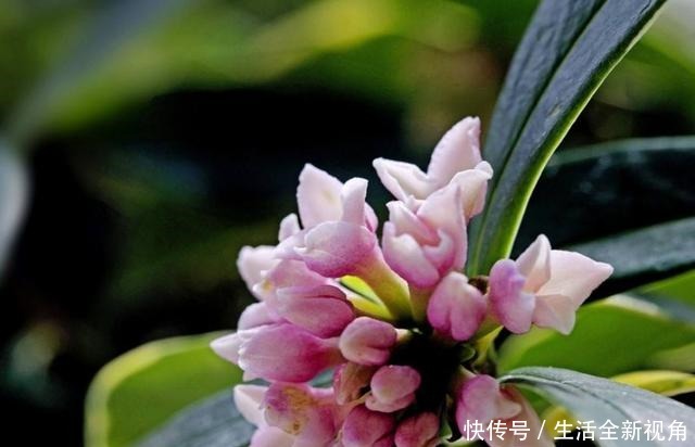 春季养金边瑞香,三点主要养护别疏忽,新叶生长快,根系更健壮!