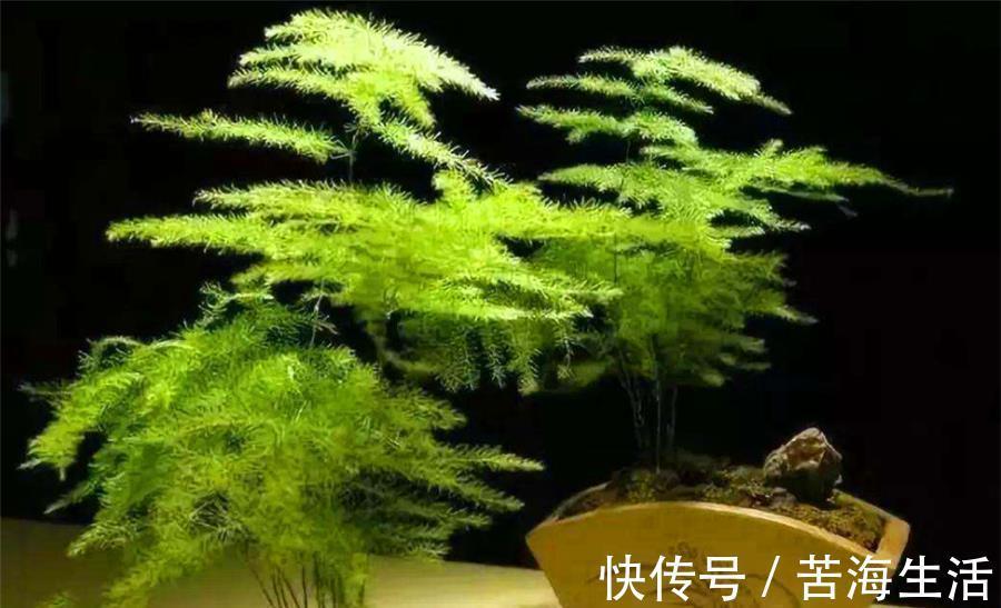 烂根|文竹有“3怕”，难怪叶子发黄还烂根，学会了四季常青，枝繁叶茂