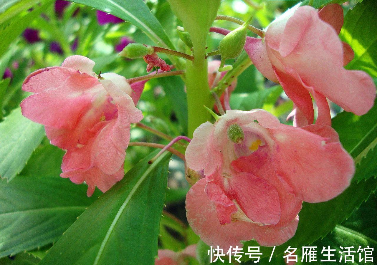 6种“漂亮花”，农村特别多，种一棵就开成花海，秋天赶快种起来