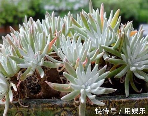 gt|看一眼就入“多肉坑”,这10种高人气多肉,外表太可爱了!