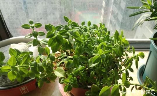 6种花适合吊起来养,挂在窗前,比窗帘还好看