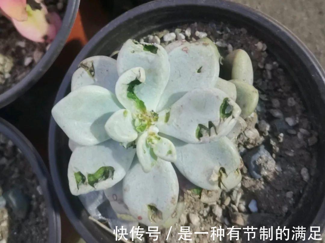 四川大哥养多肉,创意无极限,生活巴适得很!