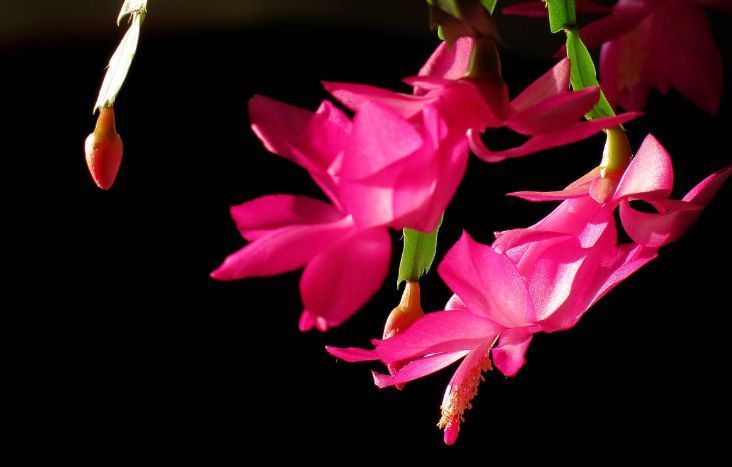 养此款花卉,春风吹开花旺,花色繁多易爆盆,娇艳欲滴