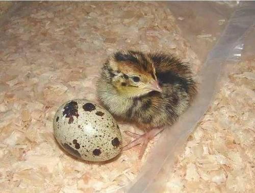 鹌鹑蛋有什么营养，适合什么人吃？