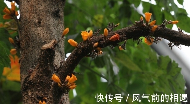 老鹰|它被哈尼族将其称之为''阿茨麻哈能'',傣族则称之为''埋糯比''