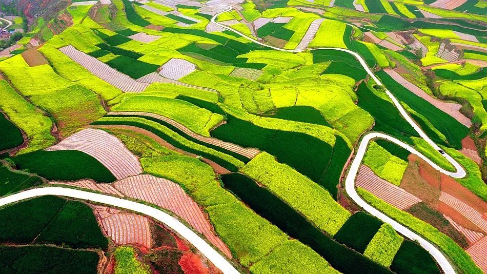 武山文苑：请您到我家乡来，油菜花海等着您