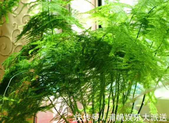 维生素c|家庭养文竹,用对这3样东西,根叶越长越旺盛繁茂
