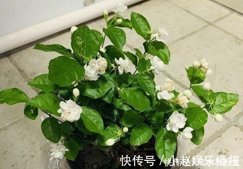 茉莉花|想要扦插茉莉花，牢记一个“关键点”，随插随活，就这么简单！