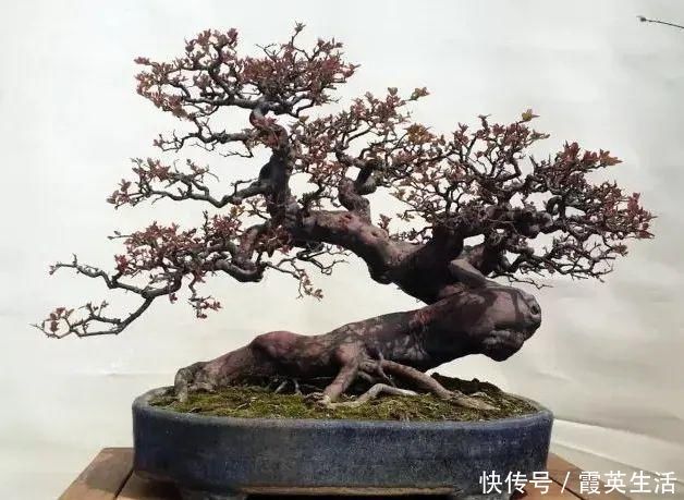 树木|盆景制作技法夏天来到，盆景脱衣换锦，有6种好处