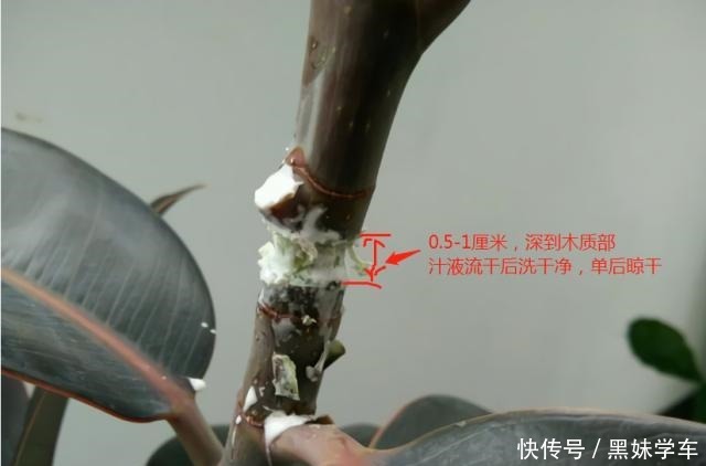 橡皮树打顶前,树皮割几刀,套个杯子,1月得到全新大苗!