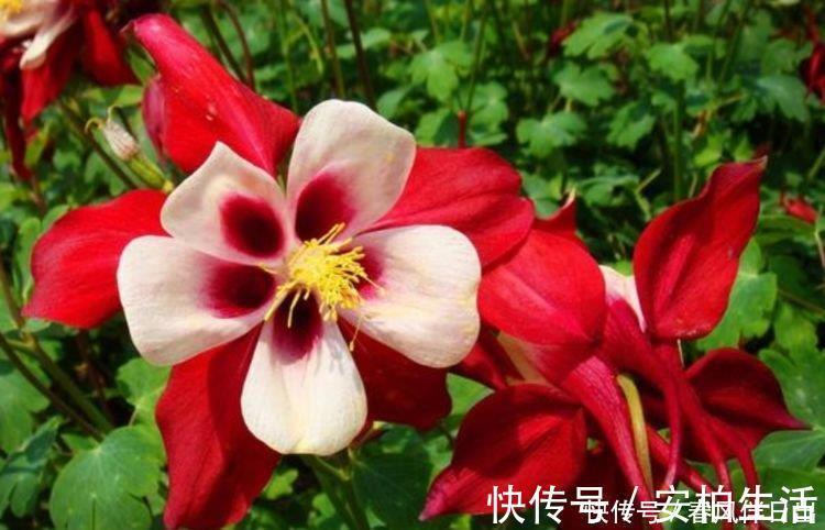 4款艳美的花卉，旺家好兆头，开花还多，越养越喜欢！